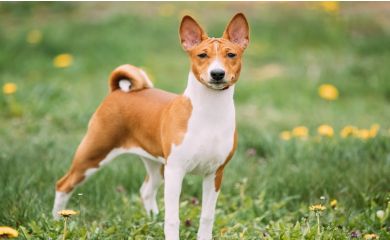 Basenji